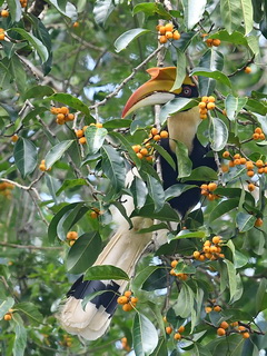 Great Hornbill