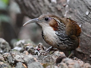 Large Scimitar Babbler at Kaeng Krachan