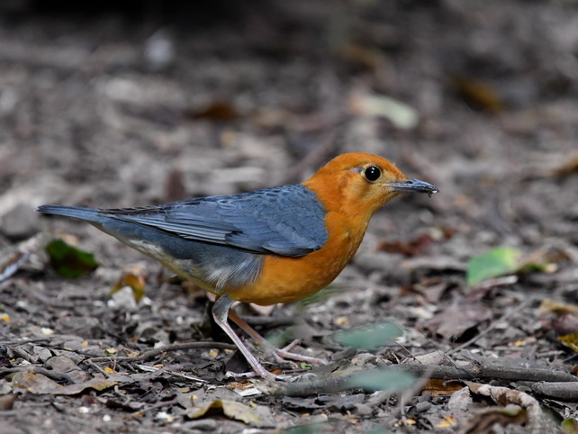 Orange-headed Thush