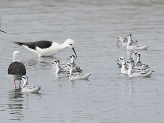 Red-necked Phalarope