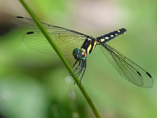 Pigmy Skimmer