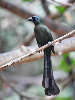 Racket-tailed Treepie