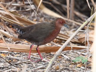 Ruddy-breasted Crake