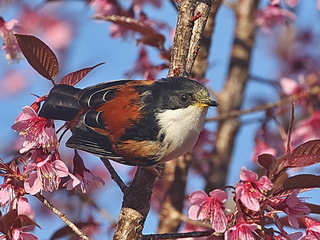 Rufous-backed Sibia