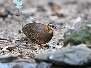 Scaly-breastedPartridge