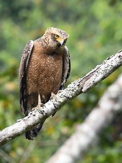 Crested Serpent Eagle