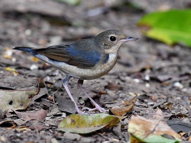 Siberian Blue Robin at Kaeng Krachan