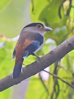 Silver-breasted Broadbill