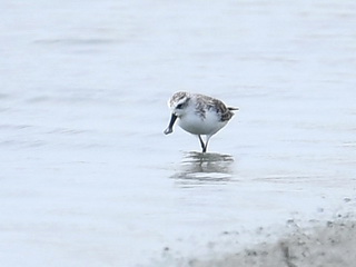 Spoon-billed Sandpiper