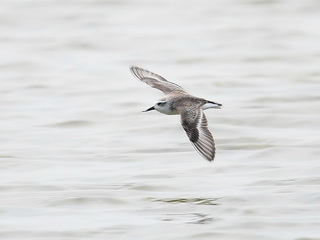 Spoon-billed Sandpiper