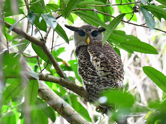 Spot-bellied Eagle Owl