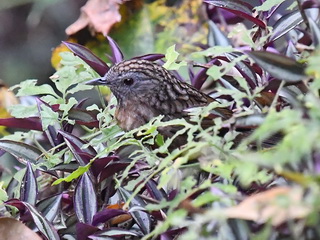 Streaked Wren Babbler