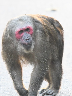 Stump-tailed Macaque