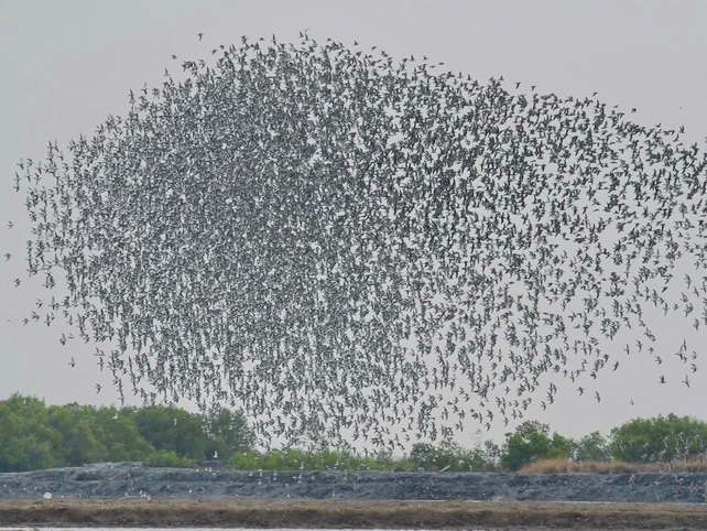 waders at Pak Thale