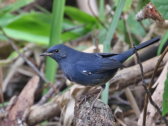 White-bellied Redstart