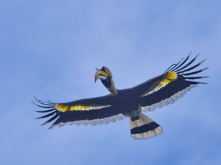 Great Hornbill