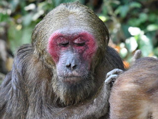 Stump-tailed Macaque