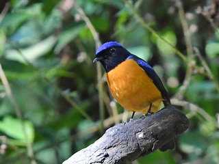 Rufous-bellied Niltava