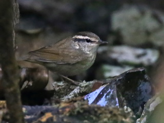 Asian Stubtail, Doi Inthanon