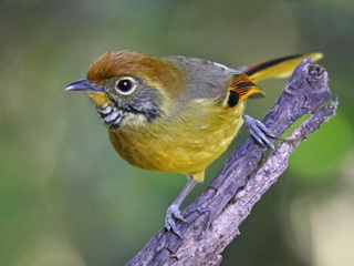 Bar-throated Minla, Doi
            Inthanon