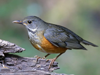 Black-breasted Thrush female