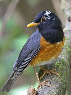 Doi Ang Khan Black-breasted Thrush