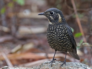 Chestnut-bellied Rock Thrush