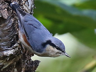 Chestnut-vented Nuthatch