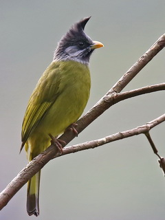 Crested Finchbill Doi Ang
            Khan