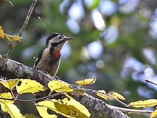 Crimson-breasted Woodpecker