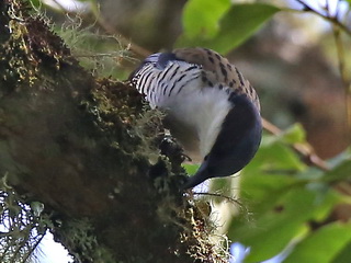 Cutia on Doi Lang in Thailand