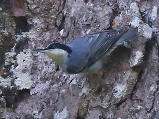 Giant Nuthatch Doi Lang