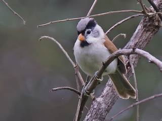 Grey-headed
            Parrotbill Doi Lang