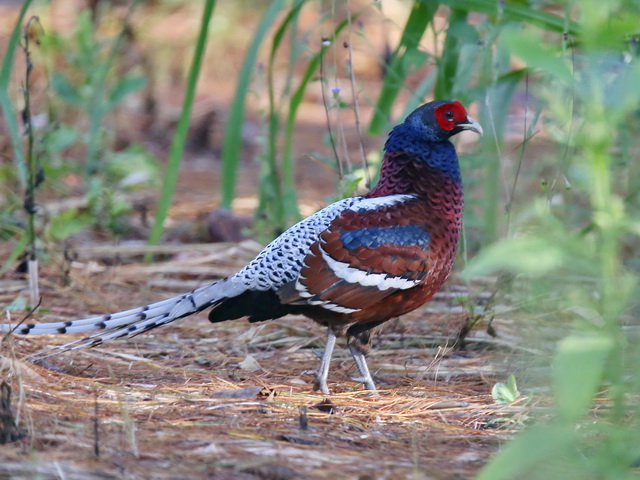 Ms Hume's Pheasant Doi
            Lang