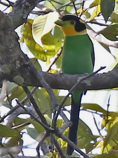 Long-tailed Broadbill