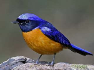 Rufous-bellied Niltava
              Doi Ang Khan