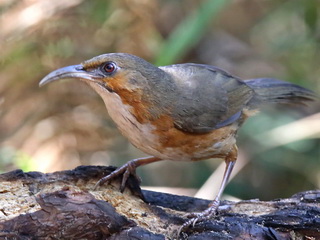 Rusty-cheeked Scimitar-Babbler