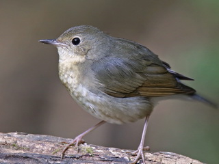 Siberian Blue Robin female