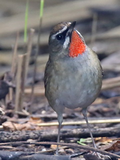 Siberian Rubythroat, Doi
            Lang