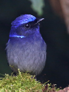 Small Niltava Doi Inthanon