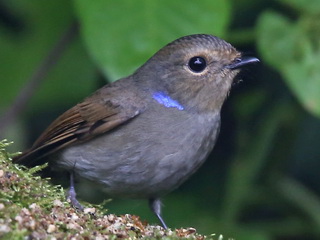 Small Niltava female