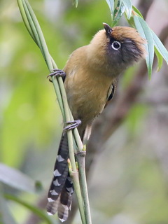 Spectacled Barwing, Doi
            Lang