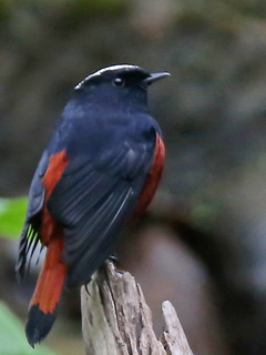 White-capped Redstart