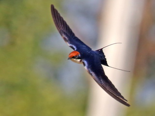 Wire-tailed Swallow in
              Chiang Mai