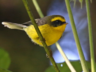 Yellow-bellied
              Fantail