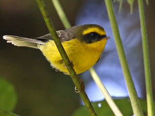 Yellow-bellied
              Fantail