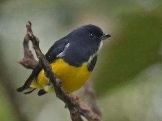 Yellow-bellied
            Flowerpecker Doi Inthanon