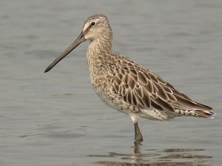 Asian Dowitcher at Pak Thale