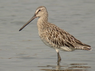 Asian Dowitcher Asian Dowitcher at Pak Thale