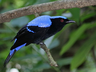 Asian Fairy Bluebird Birding Khao Yai